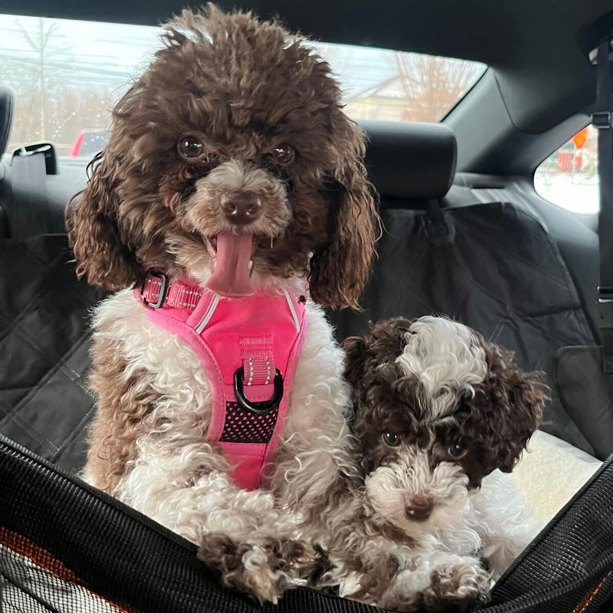 Lali & Leila 