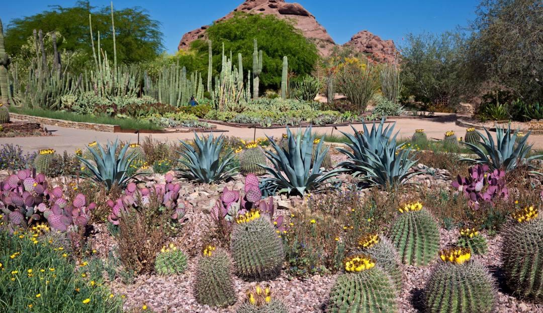Picture of Desert Botanical Garden