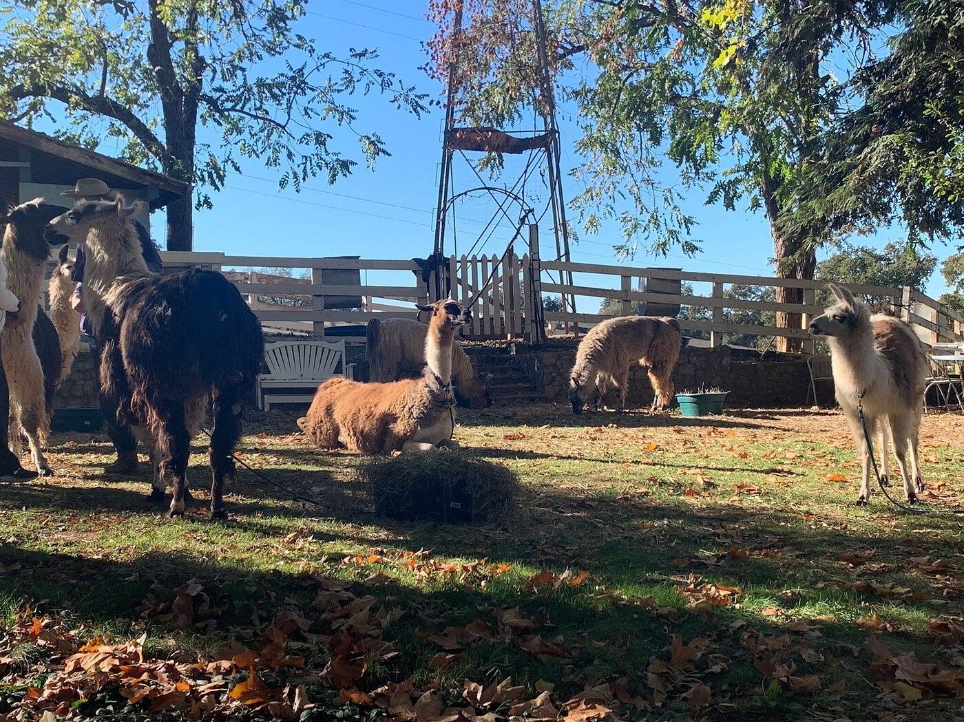 Picture of Llamas of Circle Home