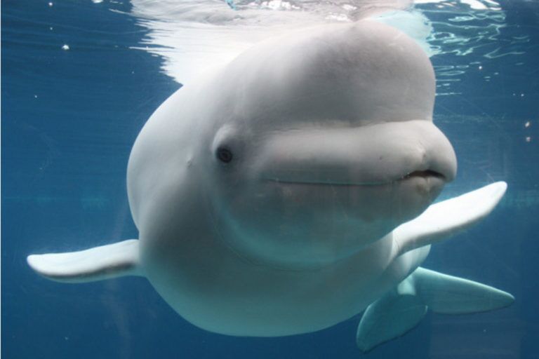 Picture of Mystic Aquarium