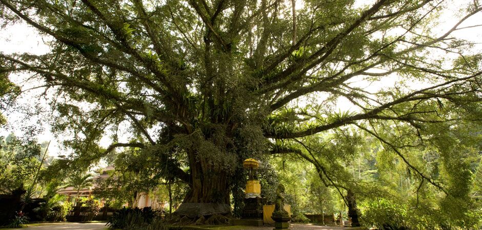 Picture of Ubud - Bali - Indonesia