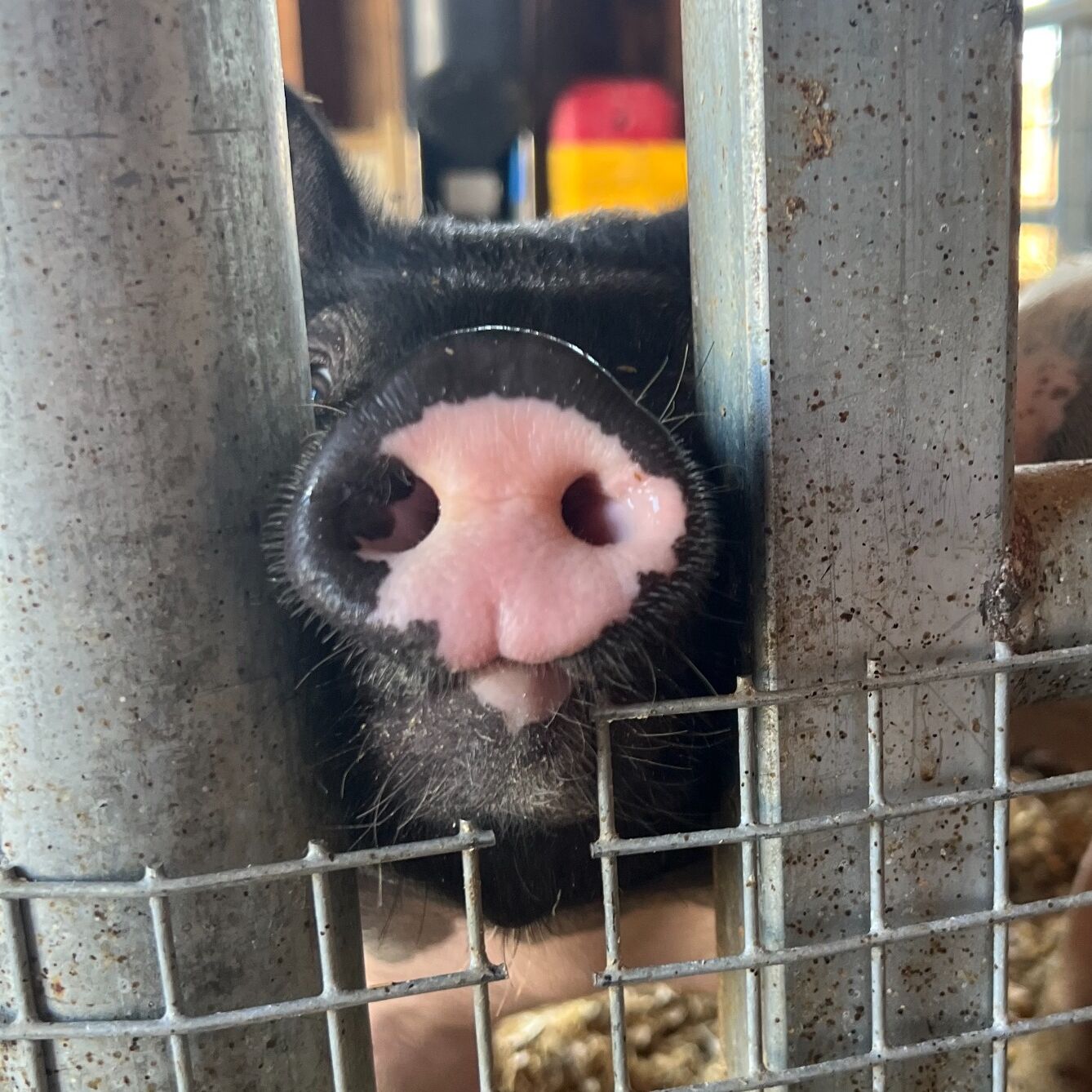 Picture of Critter Barn
