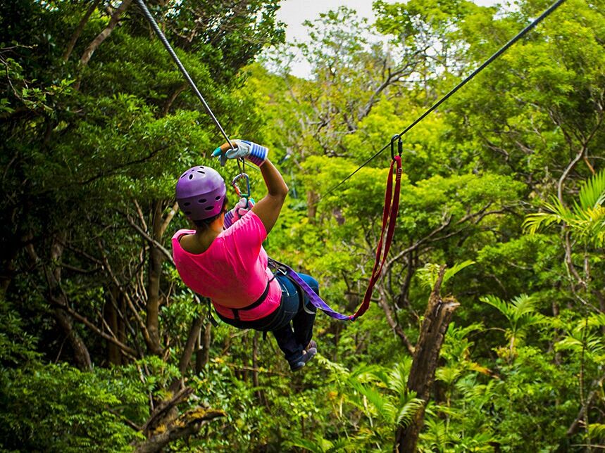 Picture of Canopy Tours 