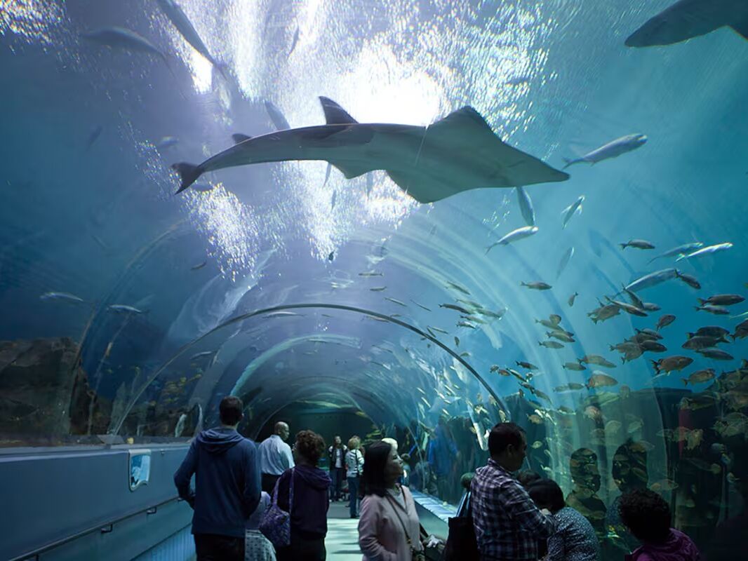 Picture of Georgia Aquarium