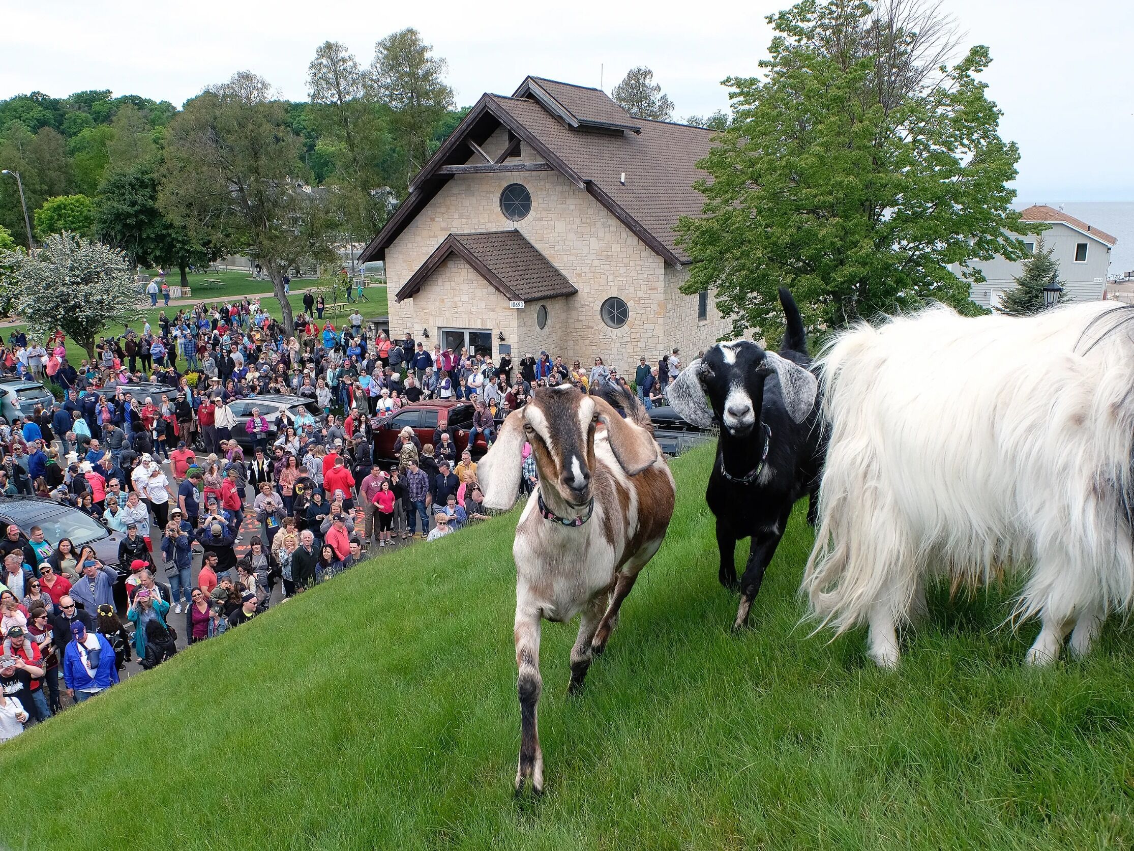 Picture of Roofing of the Goats Parade and Festival
