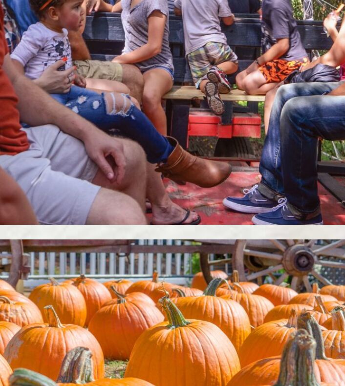Picture of Boone Farms Pumpkin/halloween 