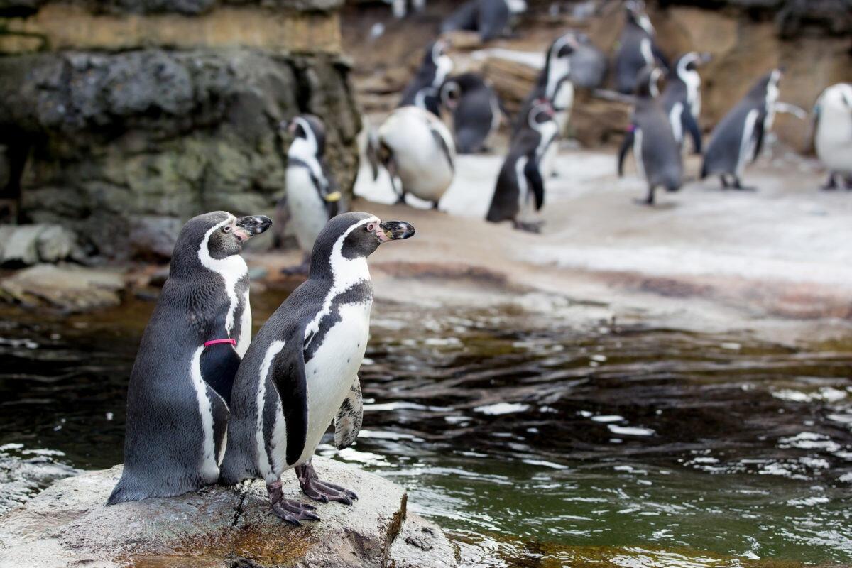 Picture of Woodland Park Zoo