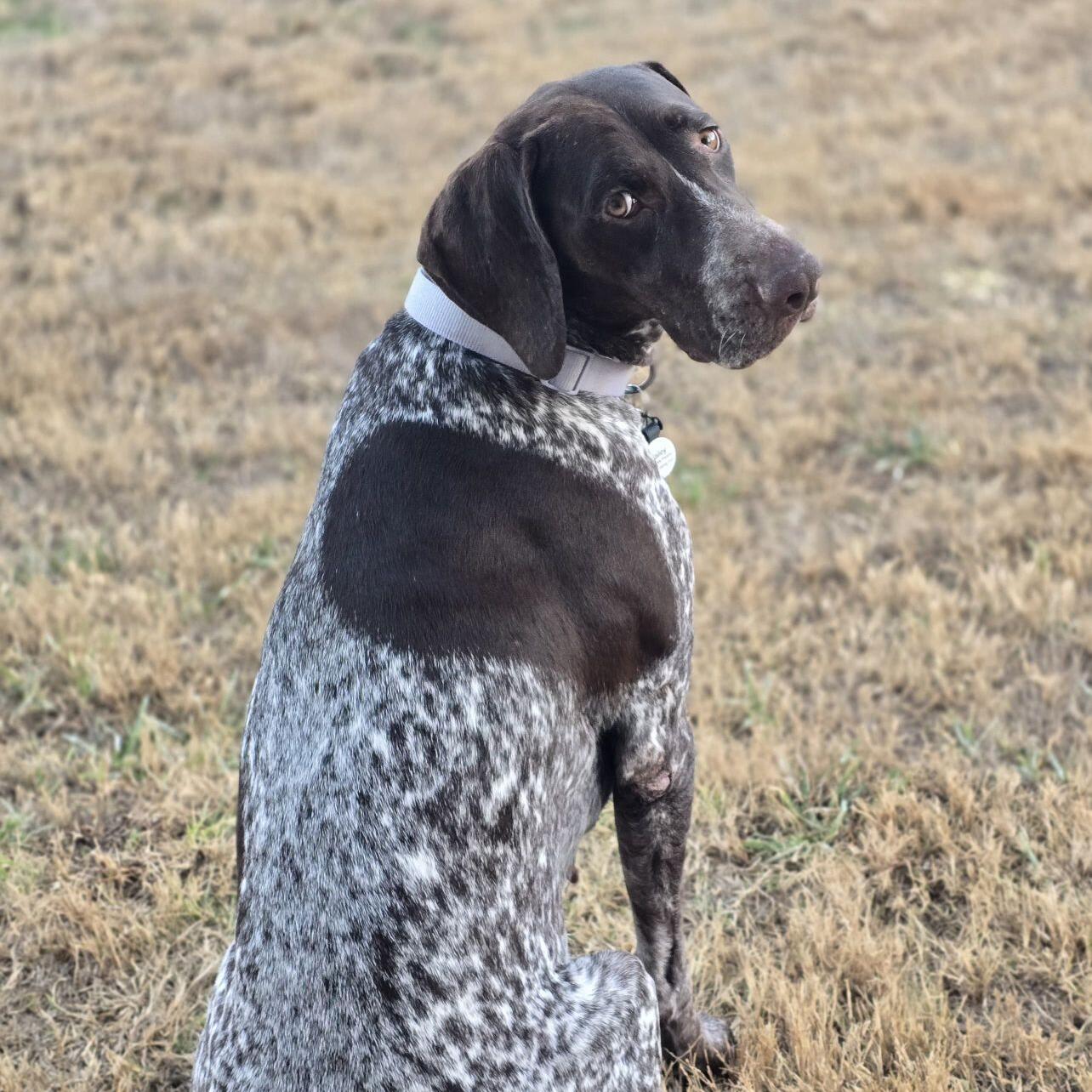 Bailey