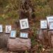 Vintage Family Photos Displayed on Wooden Stumps