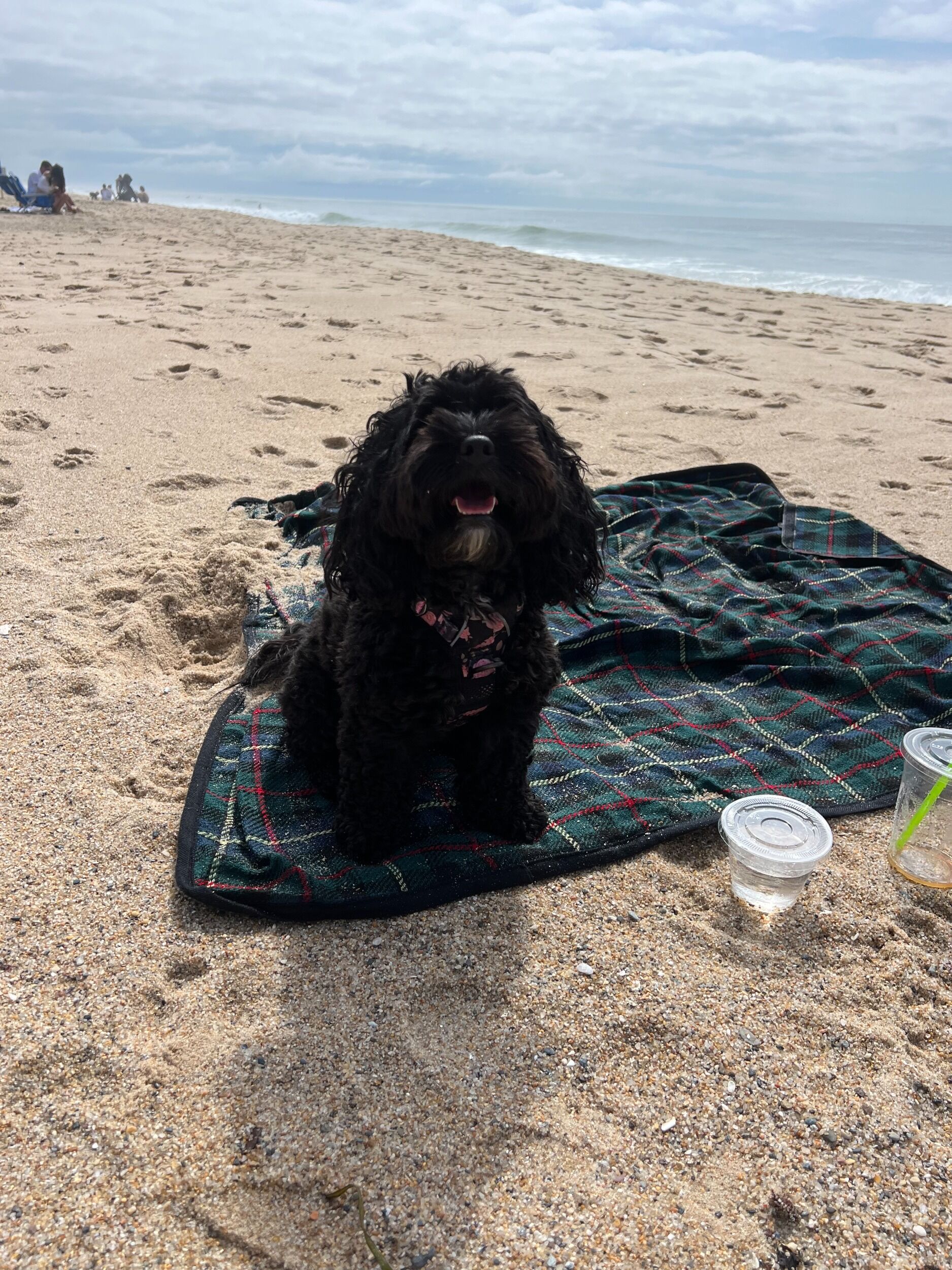 Picture of Beaches 