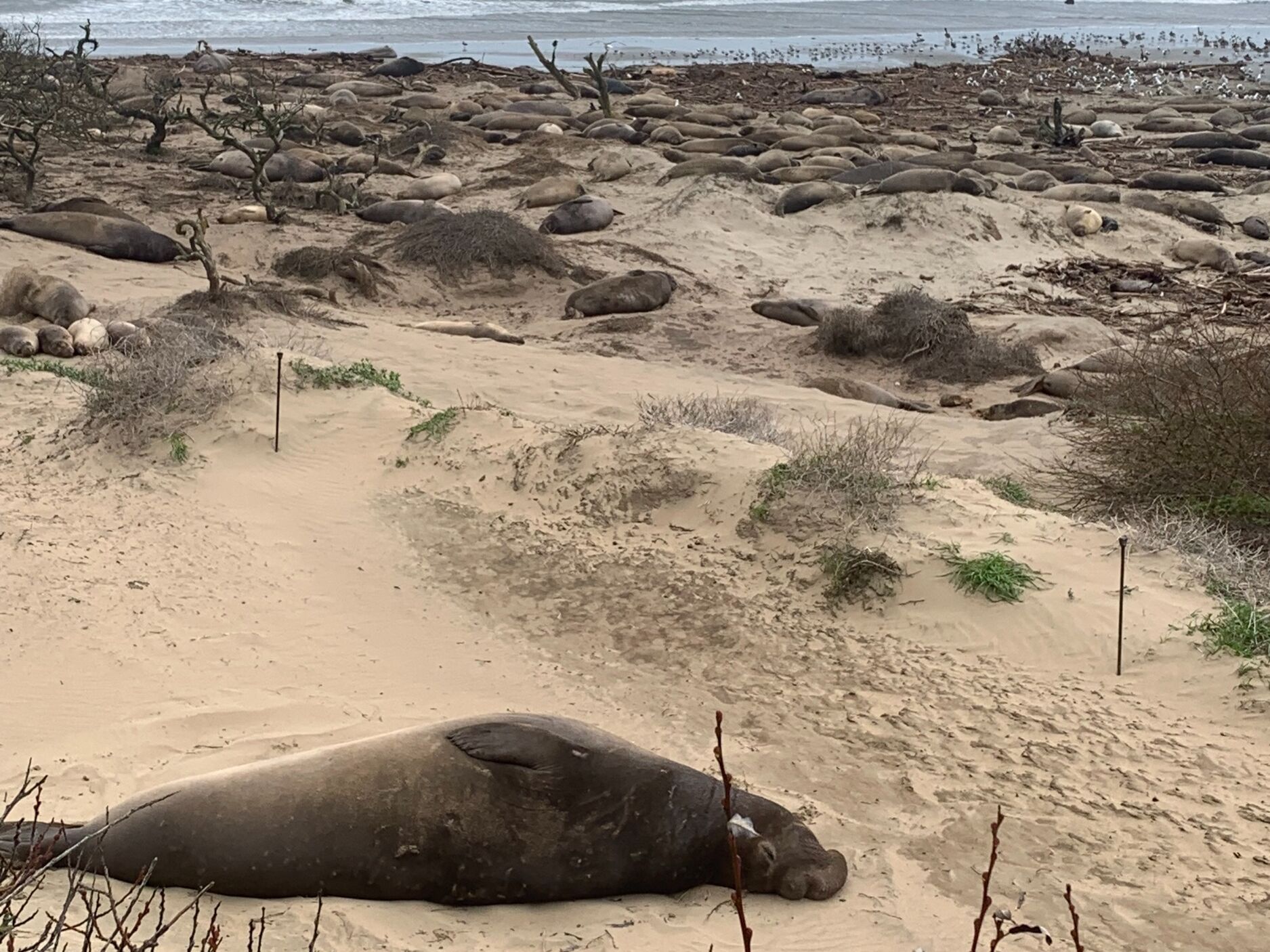 Picture of Año Nuevo State Park