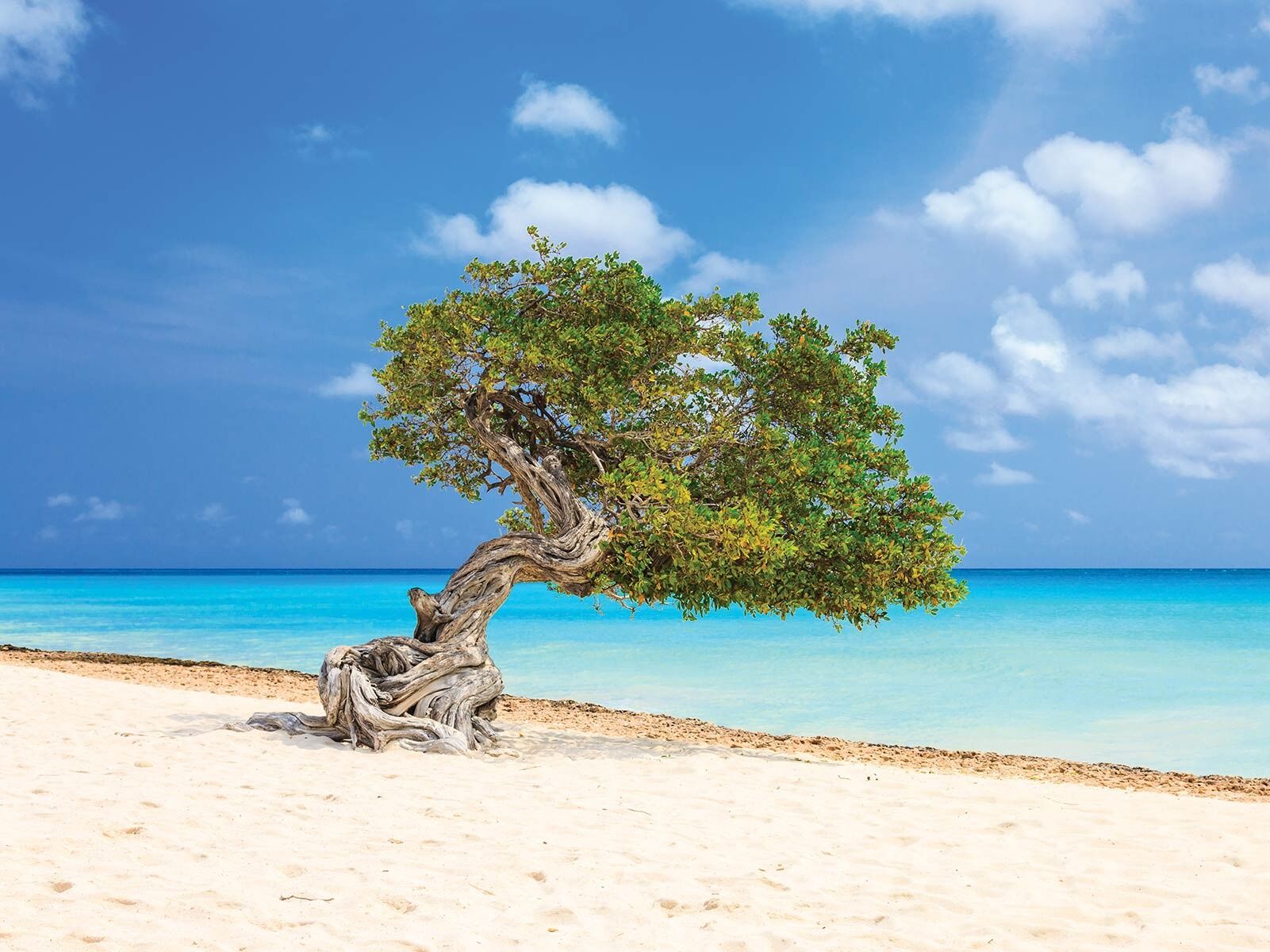 Picture of Divi Divi Trees