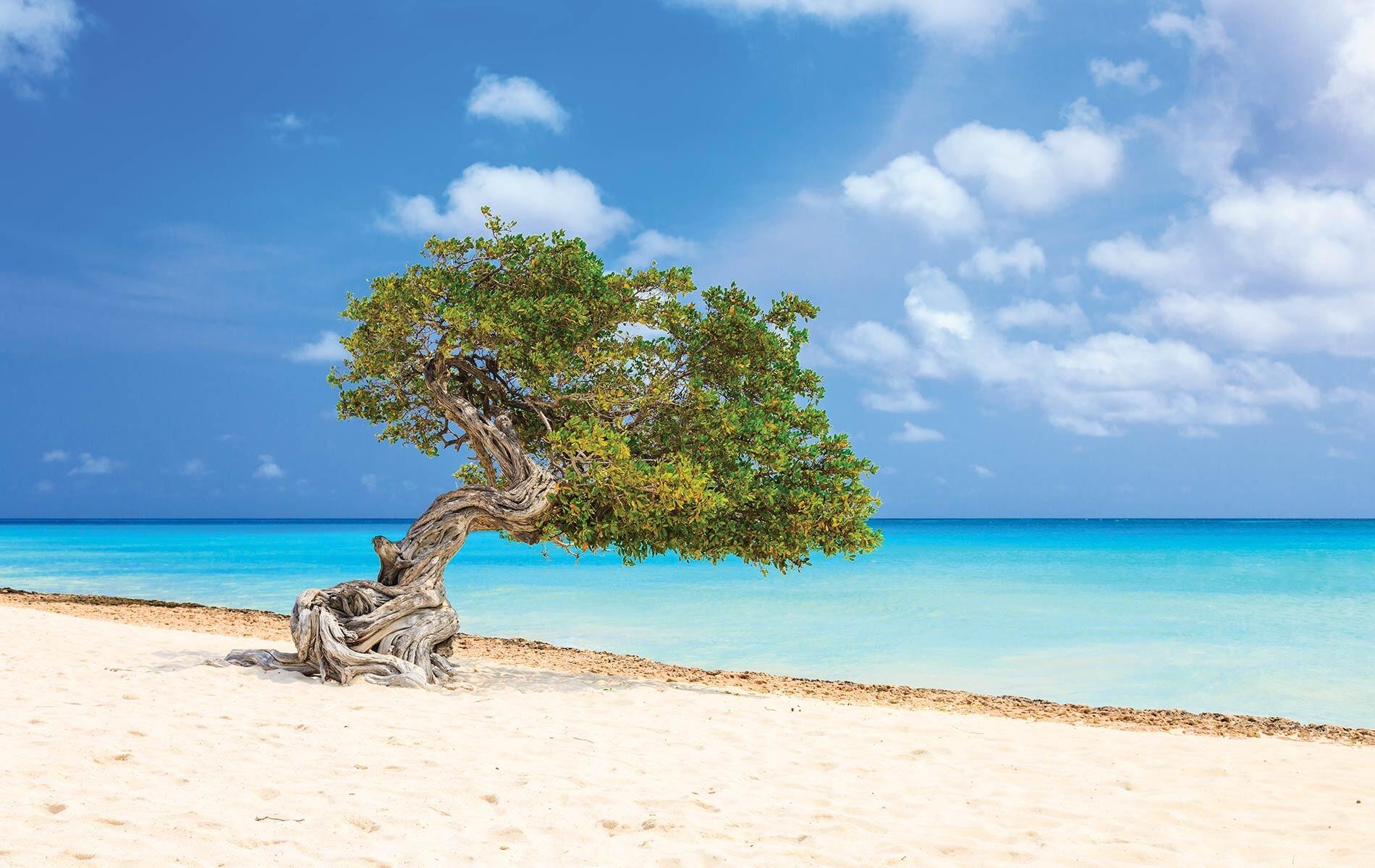 Picture of Divi Divi Trees