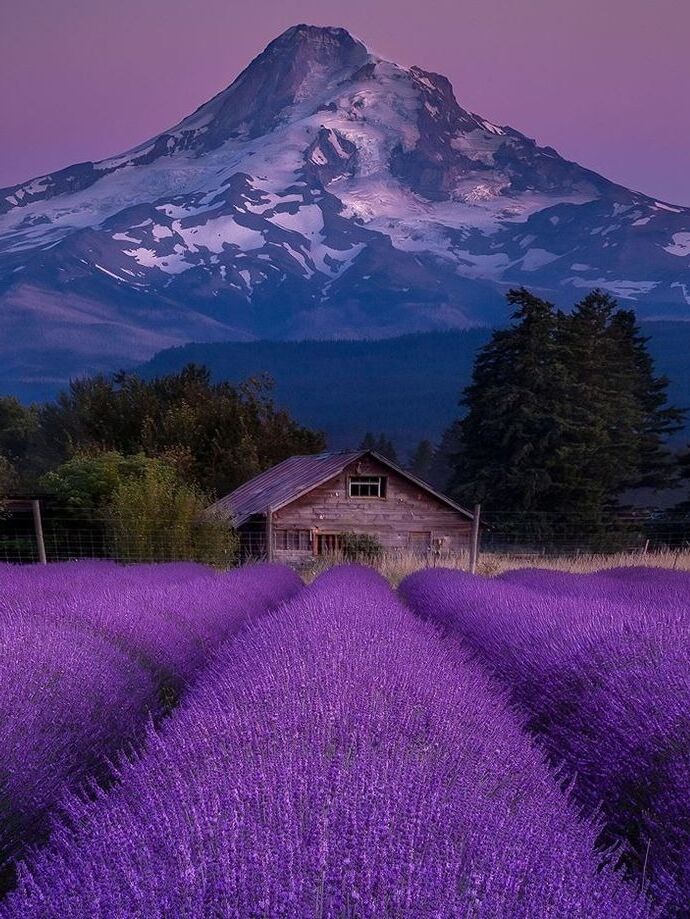 Picture of Hood River Lavender Farms