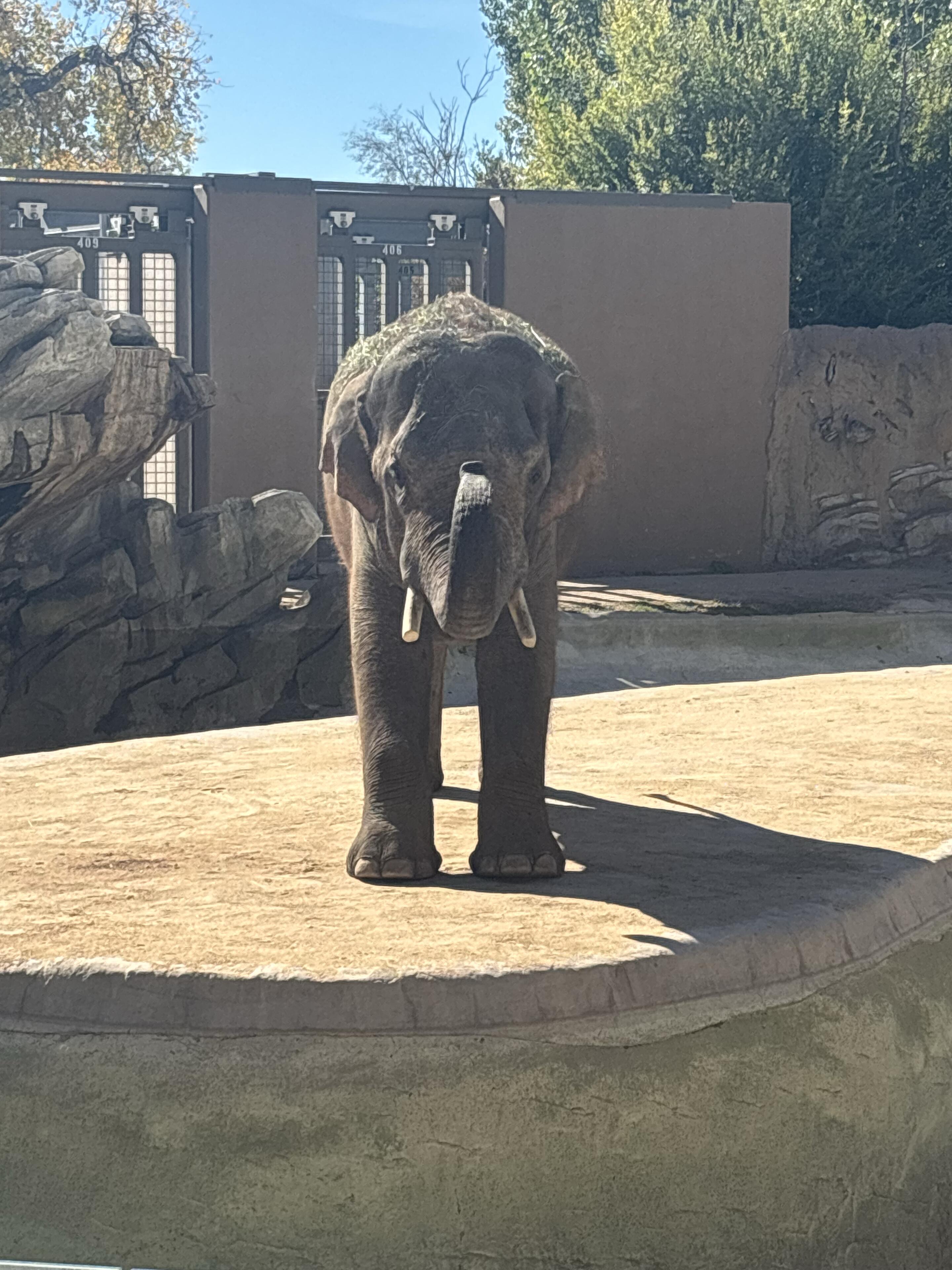 Picture of Denver Zoo