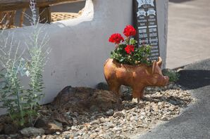 Red Hydrangeas in Outdoor Pig Planter