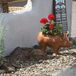 Red Hydrangeas in Outdoor Pig Planter