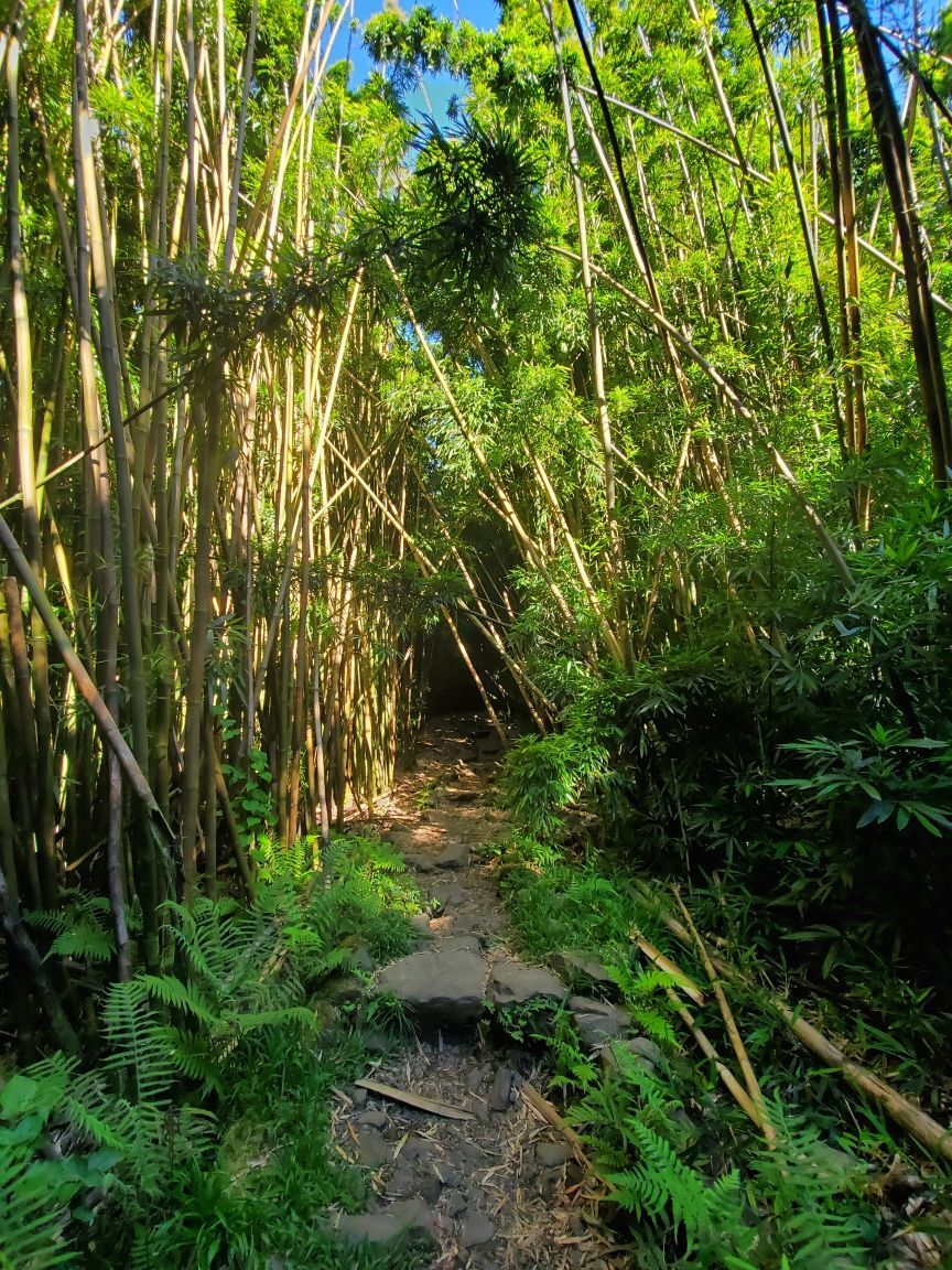Picture of PIPIWAI TRAIL(Bamboo Forest) & WAIMOKU FALLS
