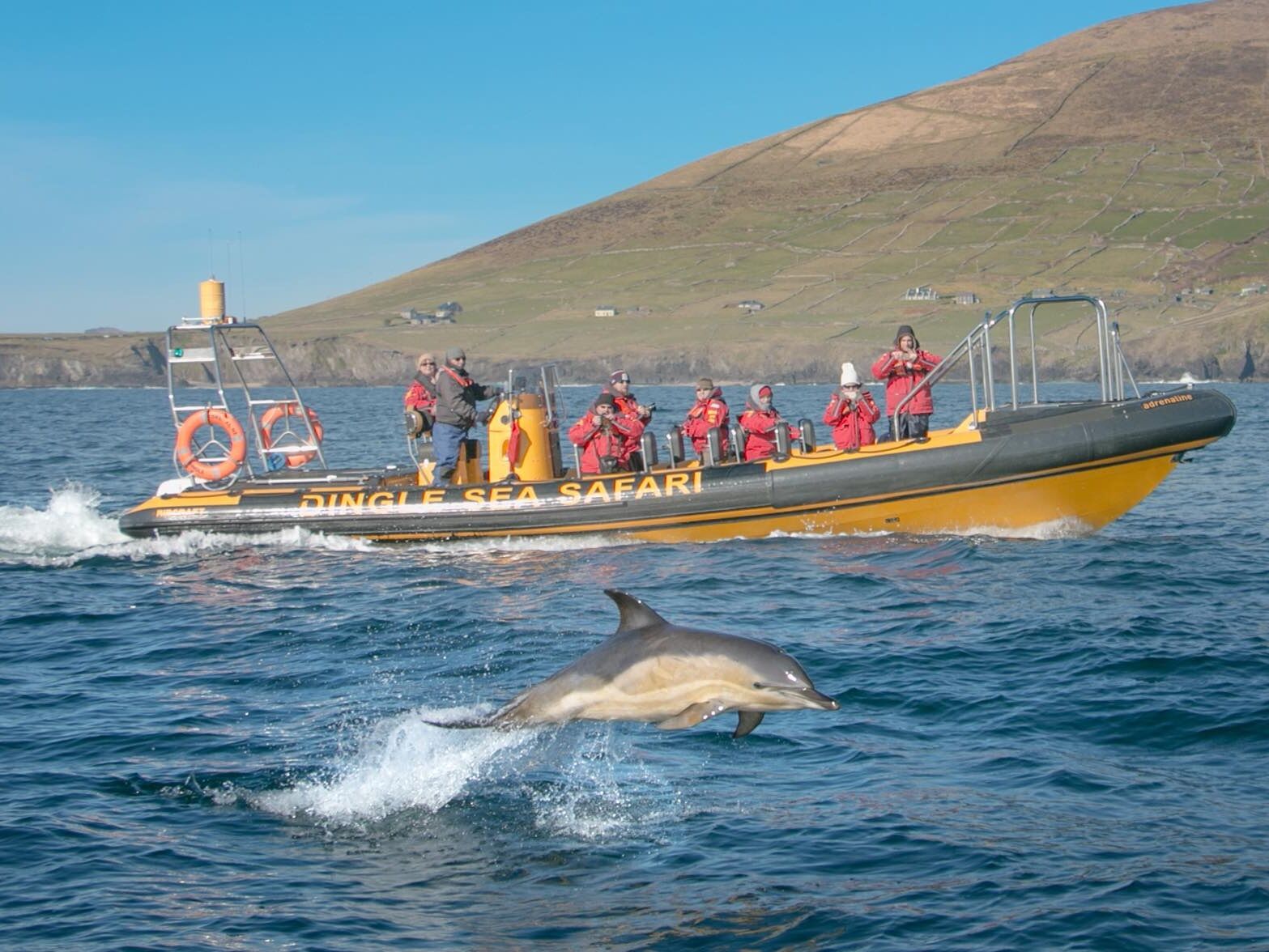 Picture of Dingle Sea Safari