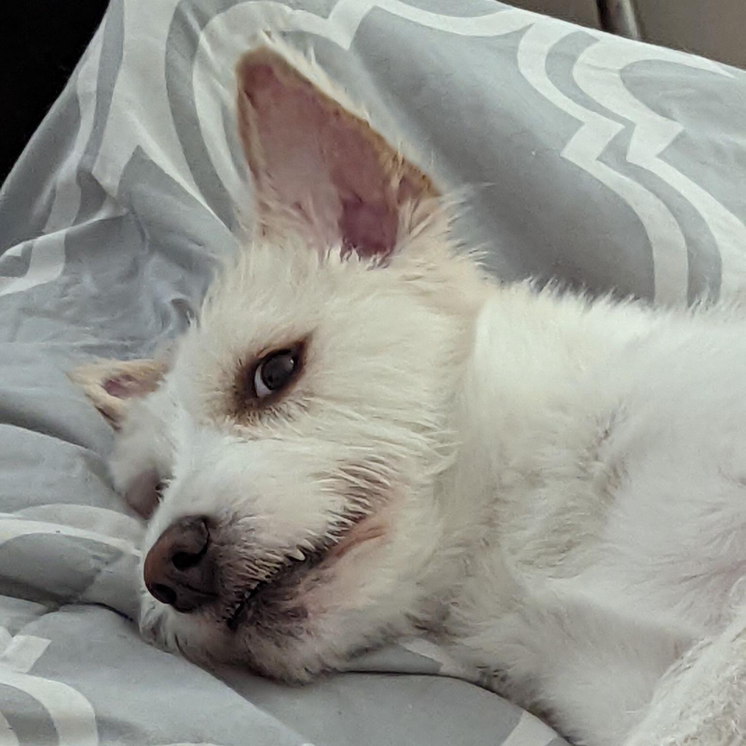 Lilly Pup