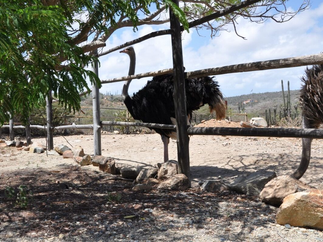Picture of Ostrich Farm