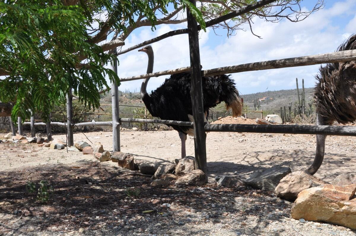 Picture of Ostrich Farm