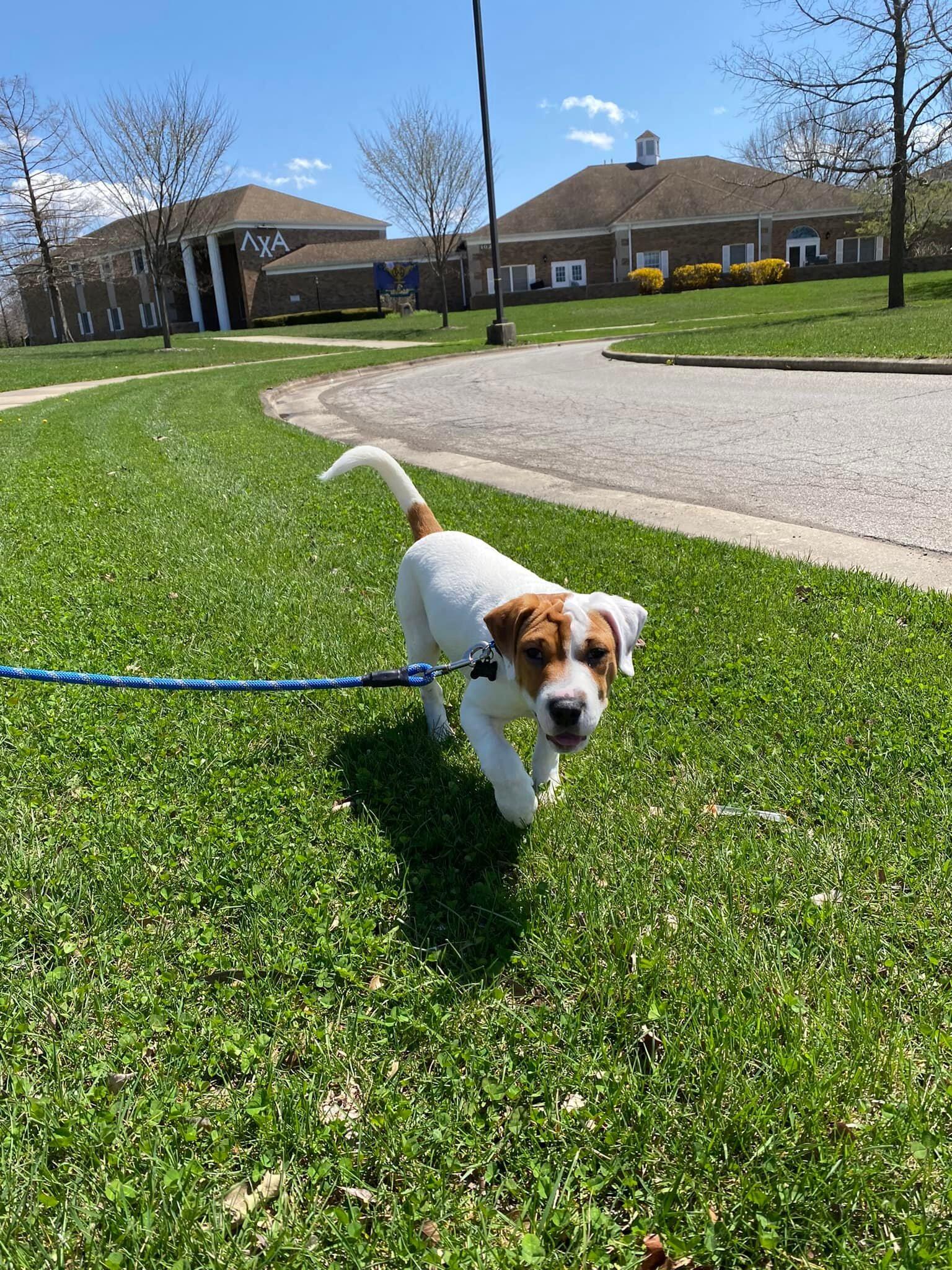 During Ryan's senior spring break, he adopted the sweetest three-month-old Franklin, who quickly captured the hearts of Abby and Ryan, as well as all of their friends. Frank's first semester on campus was spent snuggled up while his parents studied or did homework. 