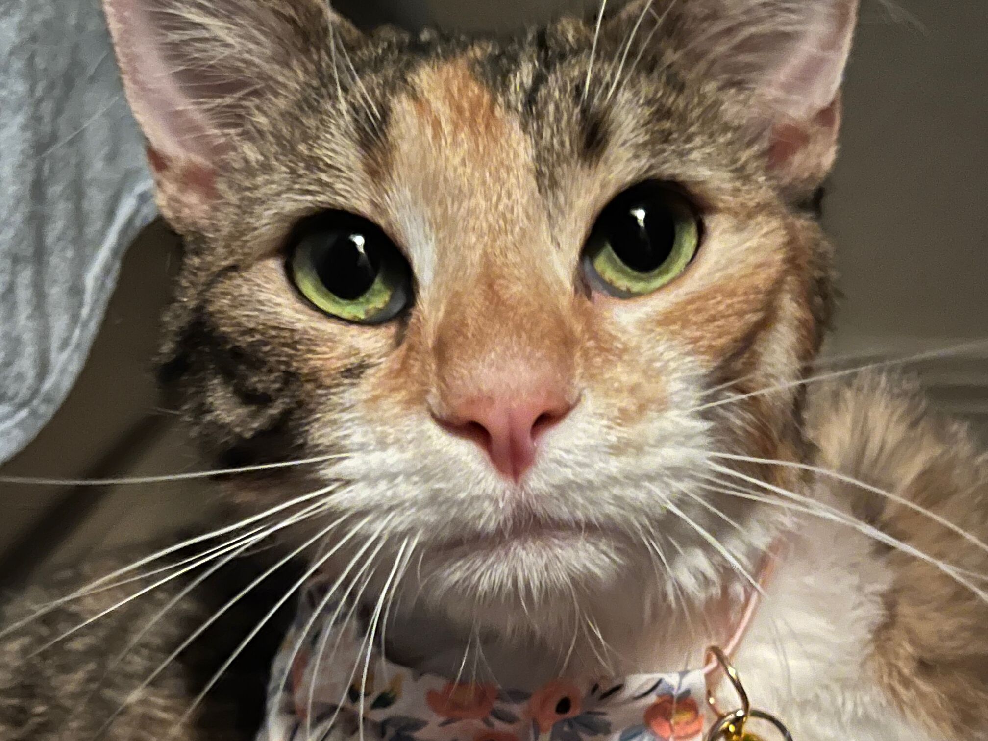 Picture of Angel