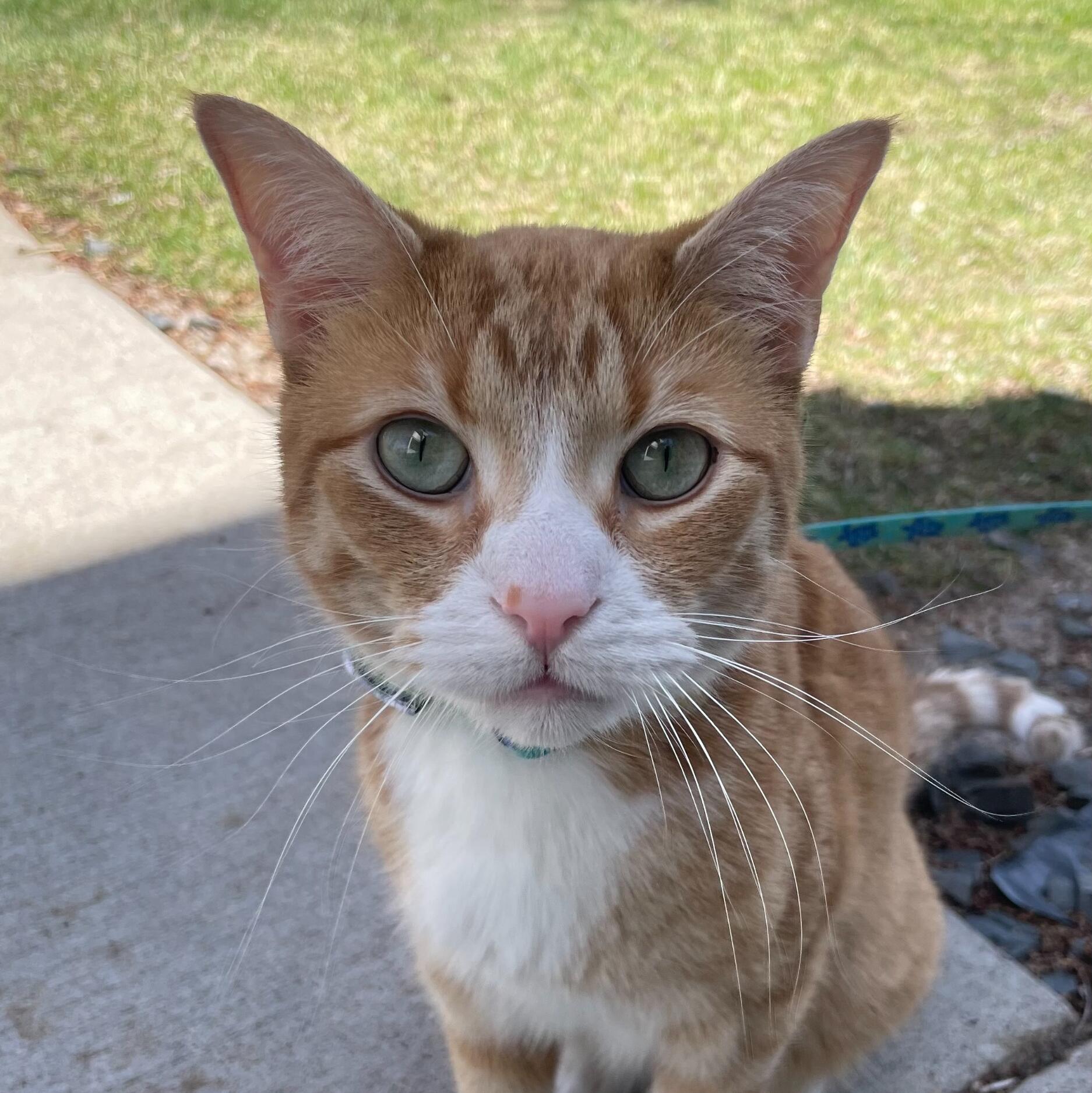 Picture of Oliver