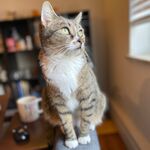 Suki