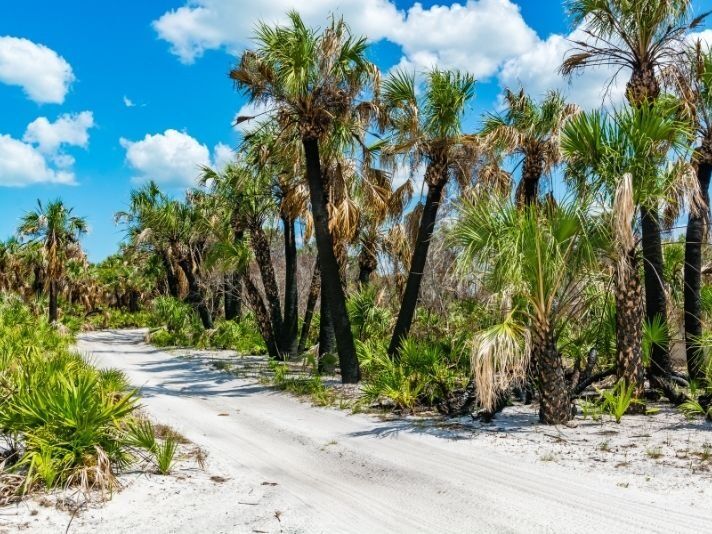 Picture of Caladesi Island State Park