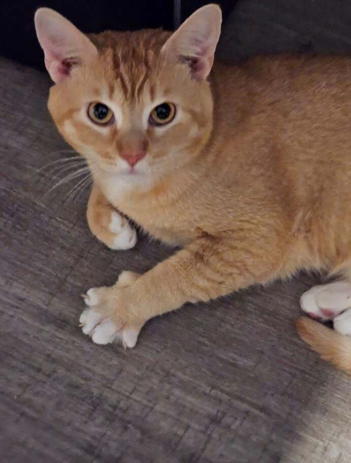 ... and there was a cat (Simba)!