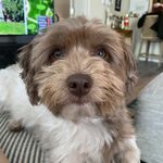 Bauer
