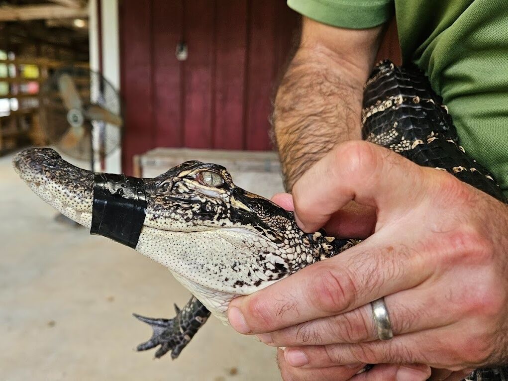 Picture of Insta-Gator Ranch & Hatchery