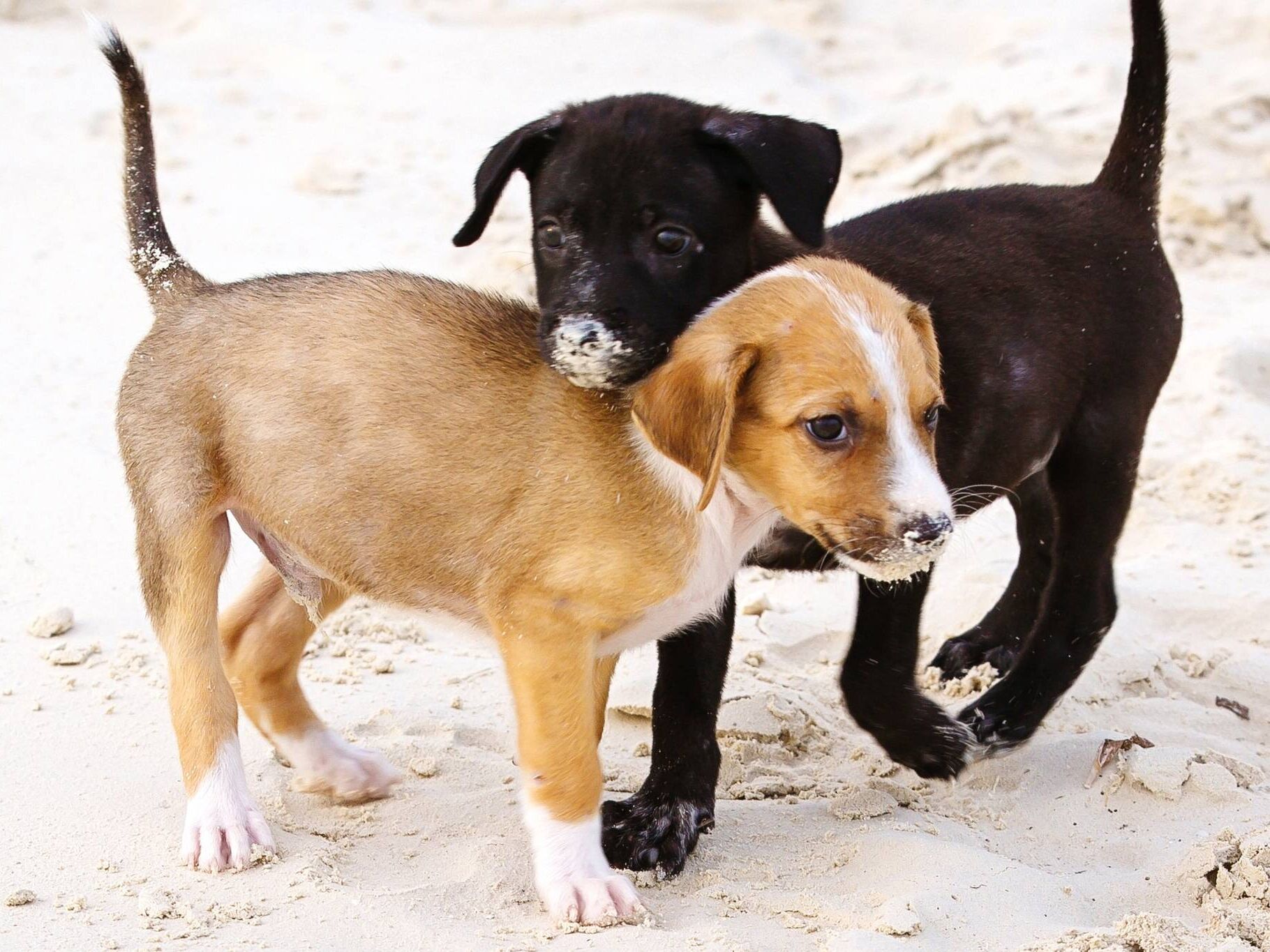 Picture of Potcake Place K9 Rescue