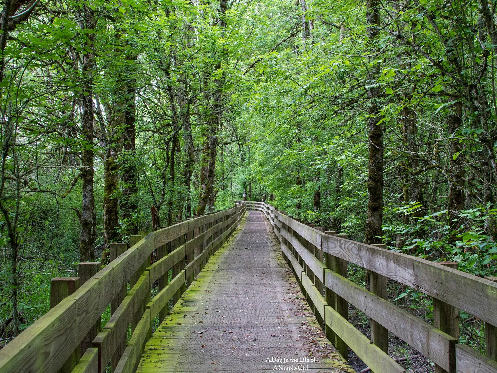 Picture of Ankeny National Wildlife Refuge