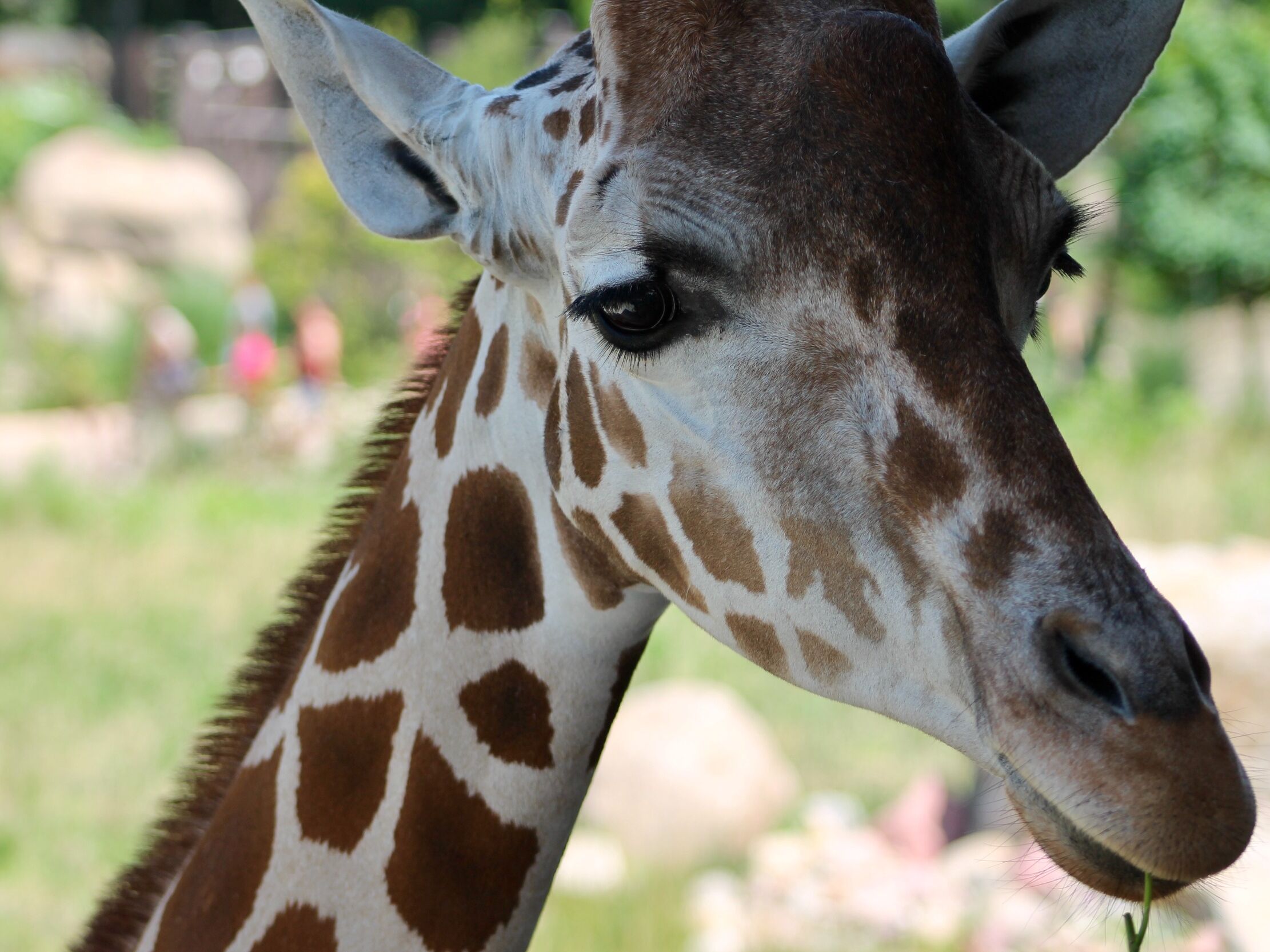 Picture of Omaha's Henry Doorly Zoo and Aquarium