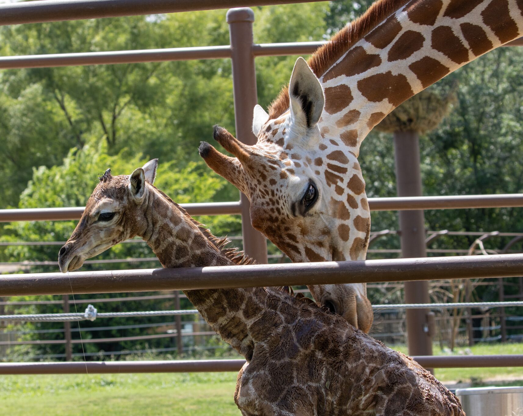 Picture of Tulsa Zoo
