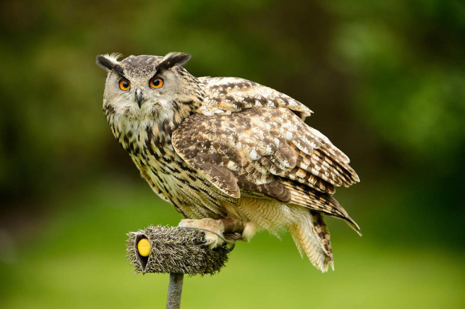 Picture of  Visit the Birds of Prey at the aviary