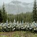 Ceremony Floral Arrangement of Wildflowers on Ground at Outdoor Rustic Mountain Venue