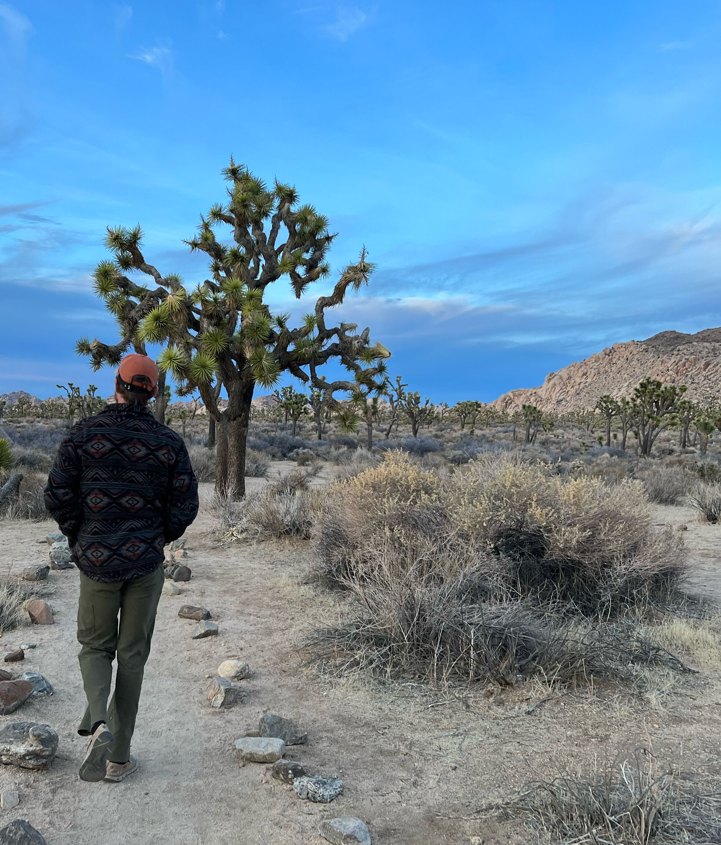 Picture of Joshua Tree National Park