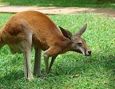 Picture of Kentucky Down Under