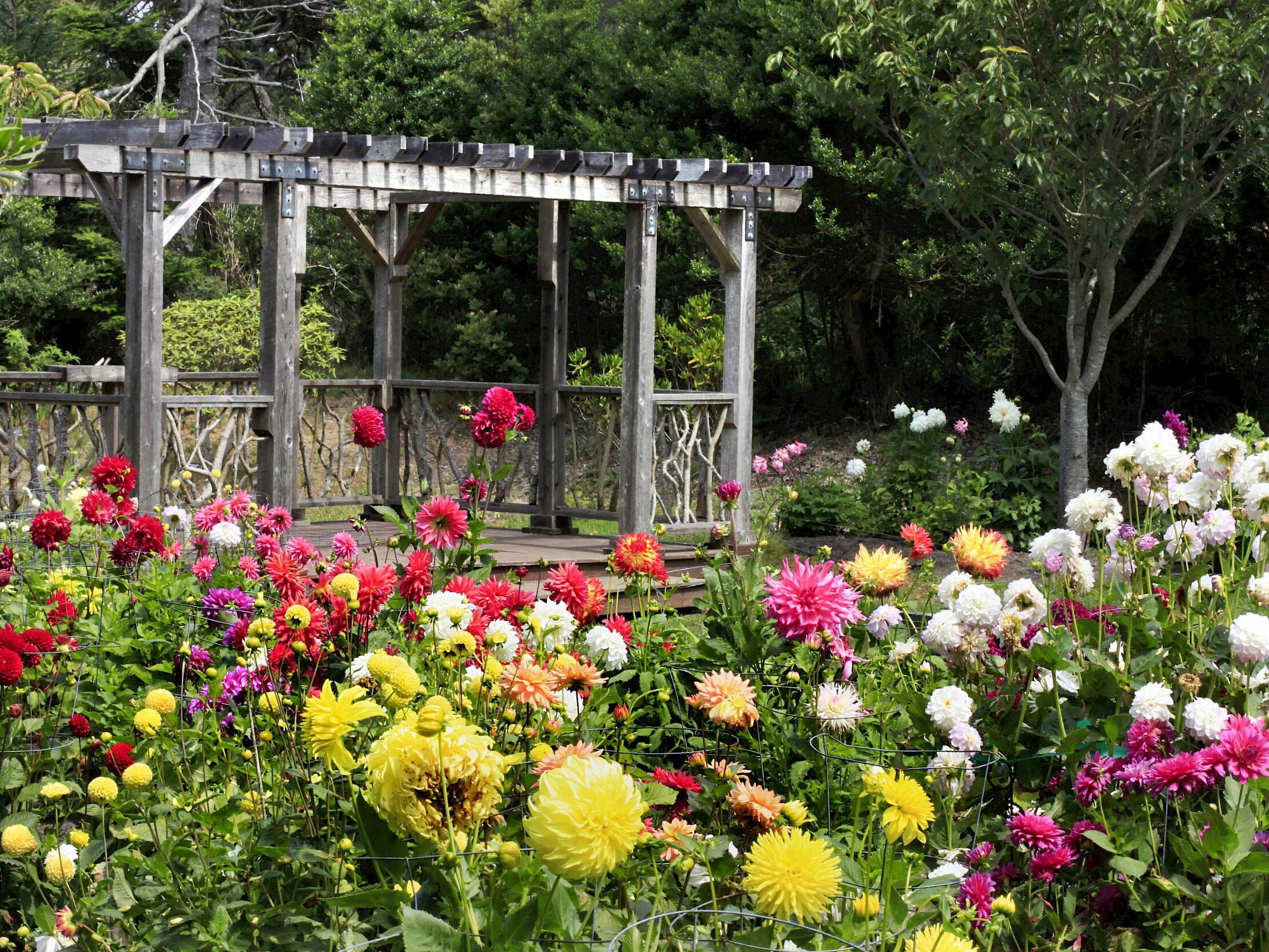 Picture of Mendocino Coast Botanical Gardens