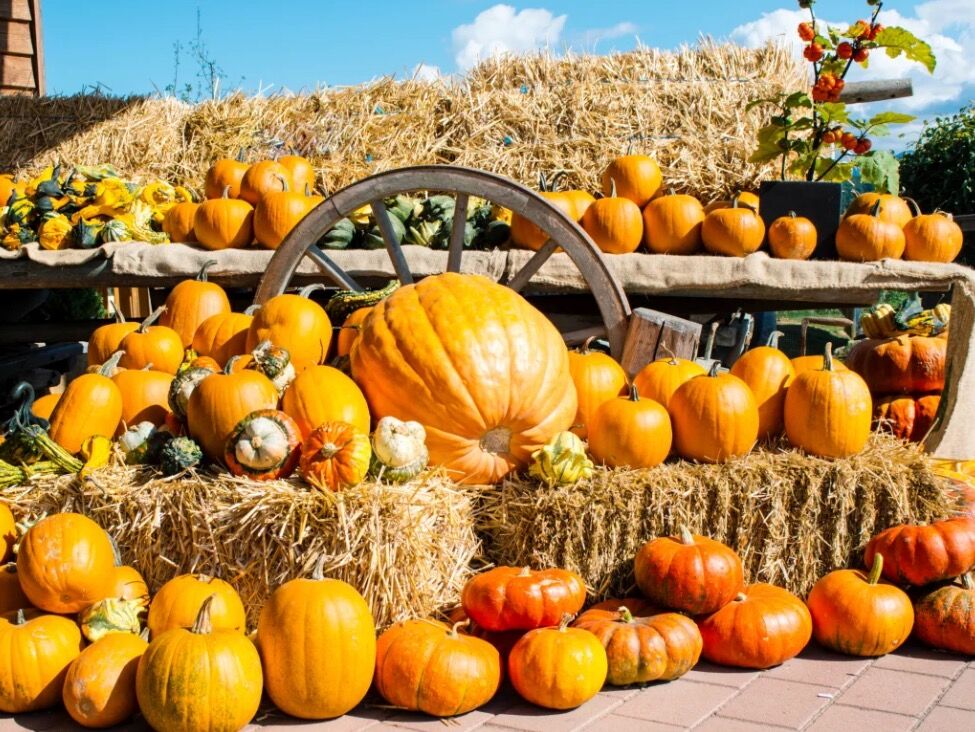 Picture of Visit Loudoun - More Fall Fun!