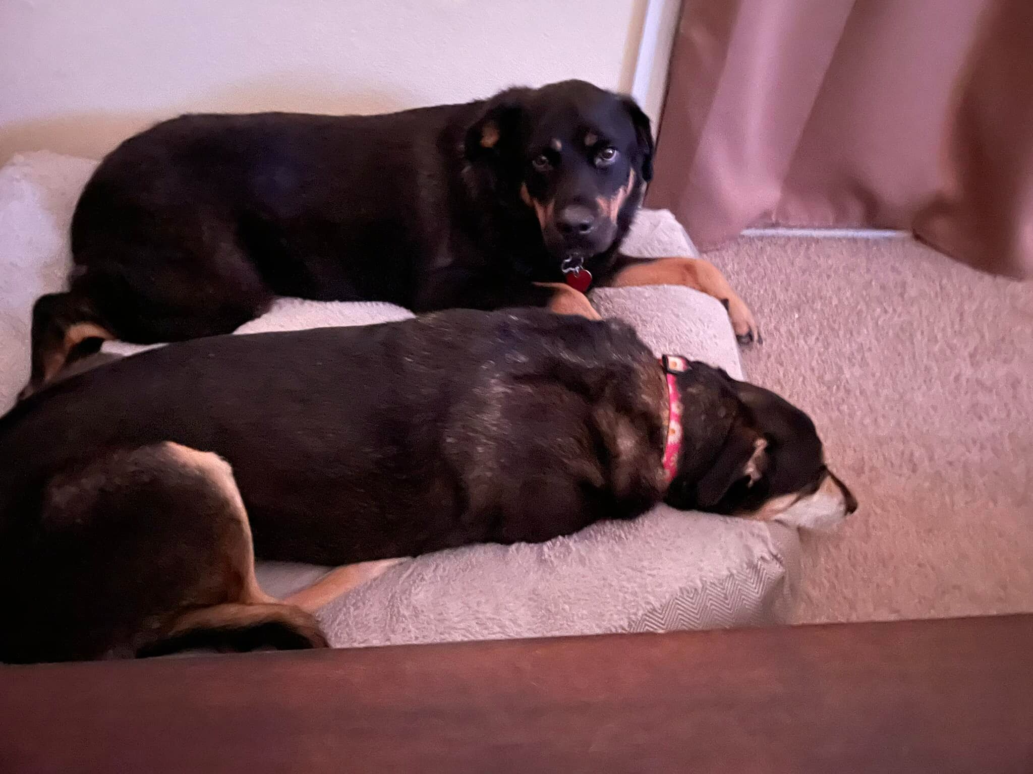 Picture of Our Fur Family