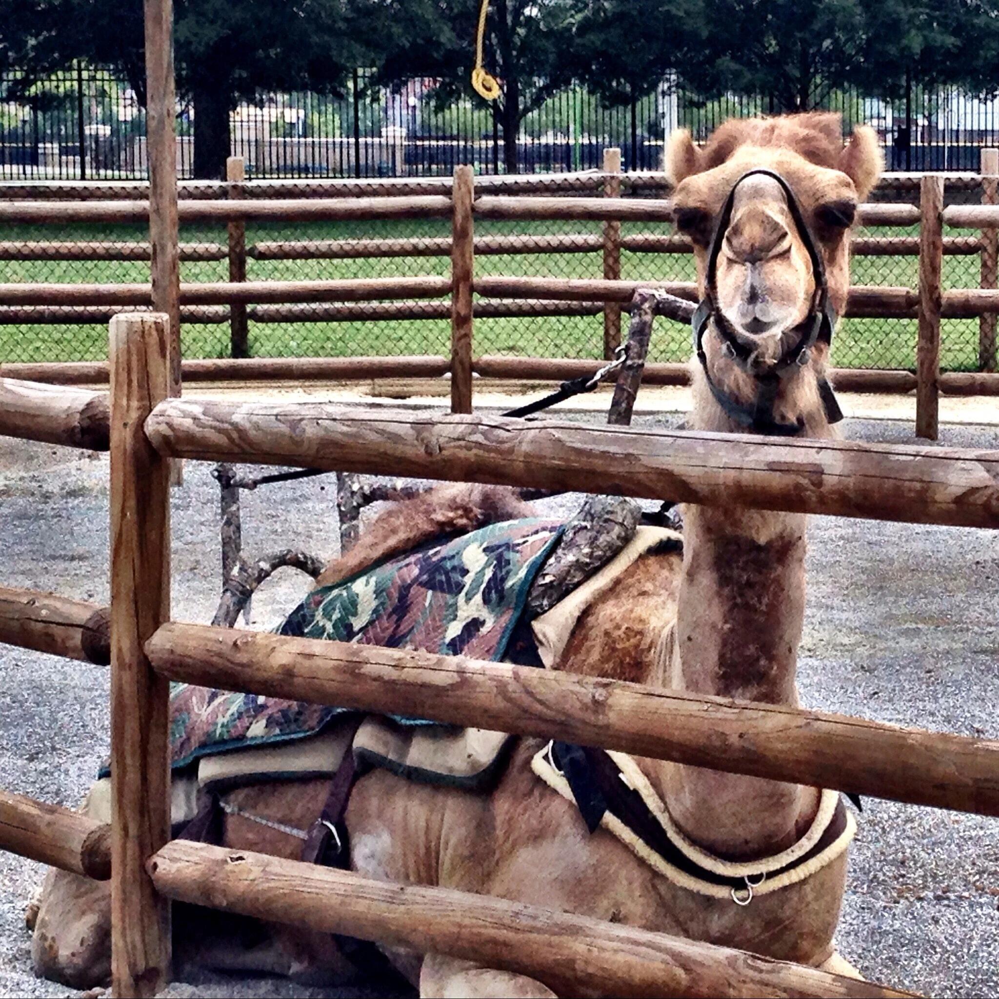 Picture of Chattanooga Zoo