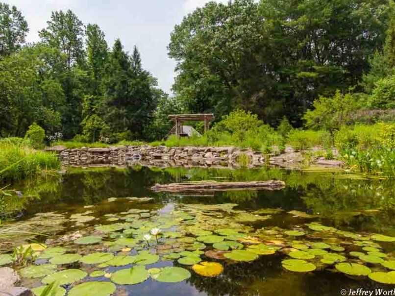 Picture of Bowman's Hill Wildflower Preserve