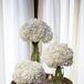 White Hydrangeas