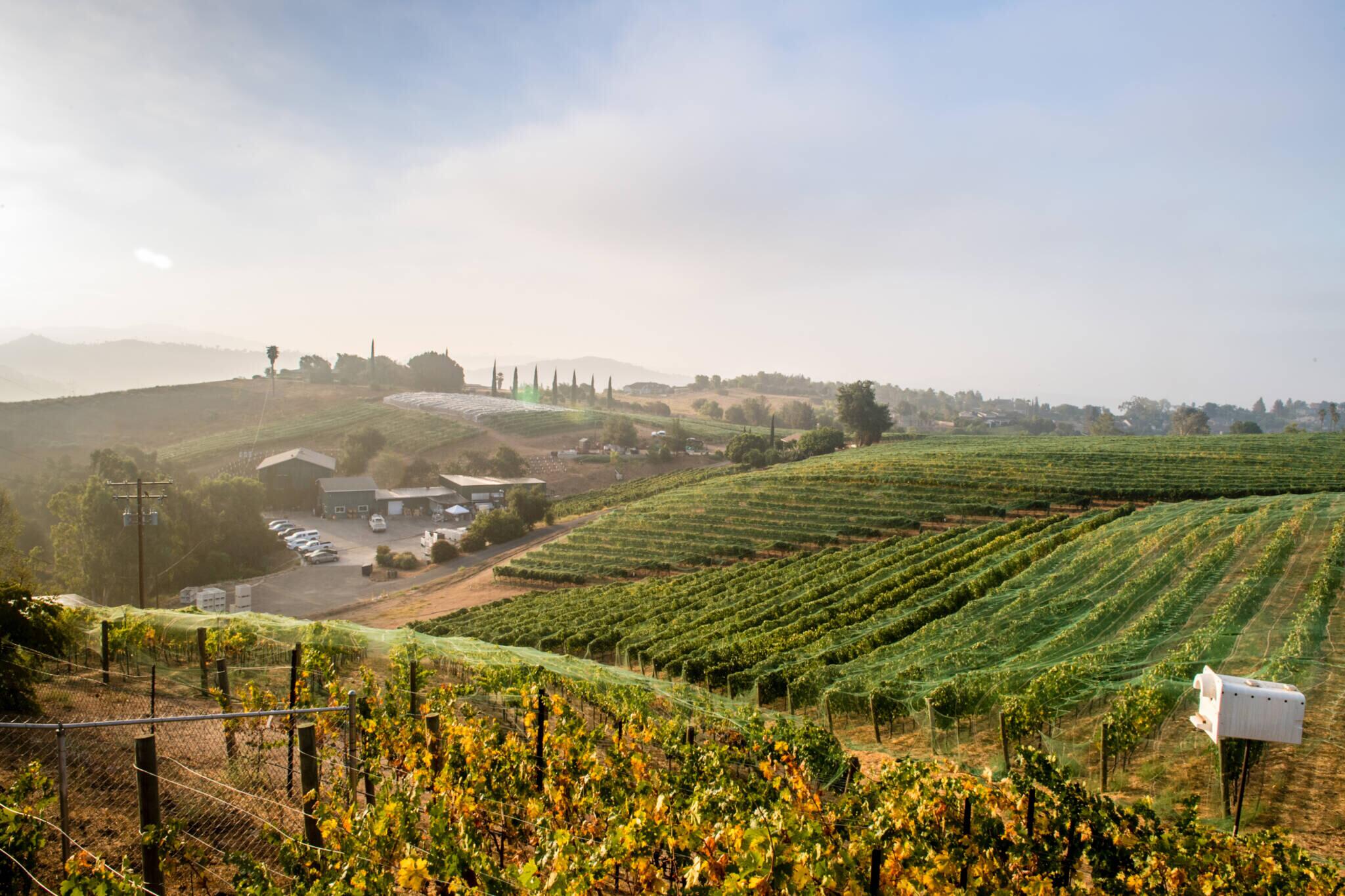 Picture of Fallbrook Winery
