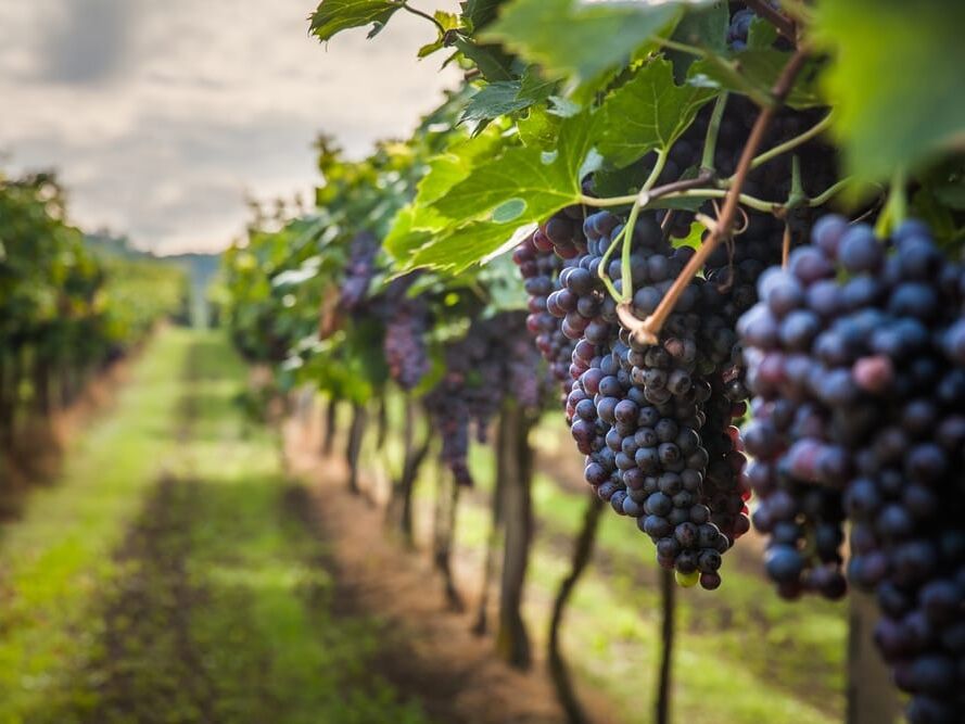 Picture of Wineries